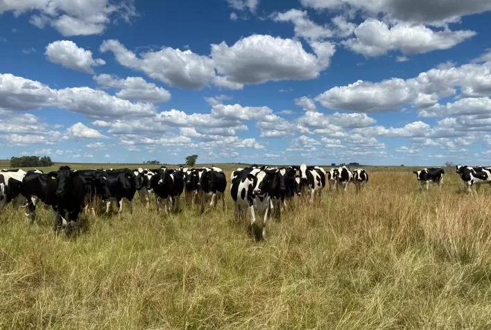 Genética gaúcha da raça Holandesa atrai compradores do Nordeste