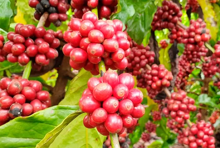 Exportação de café robusta de Sumatra, na Indonésia, recua 18% em janeiro
