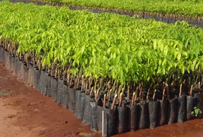 Iniciativa no RN distribui mudas a produtores do semiárido e ajuda na sustentabilidade e geração de renda