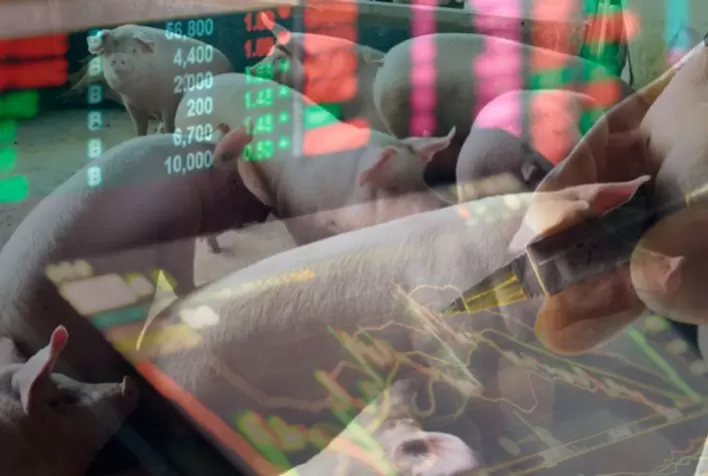 Contratos futuros de suínos na China e ações de empresa sobem devido a surtos de doenças