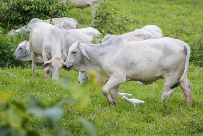 Manejo de pastagem melhora rentabilidade de pecuaristas de Goiás
