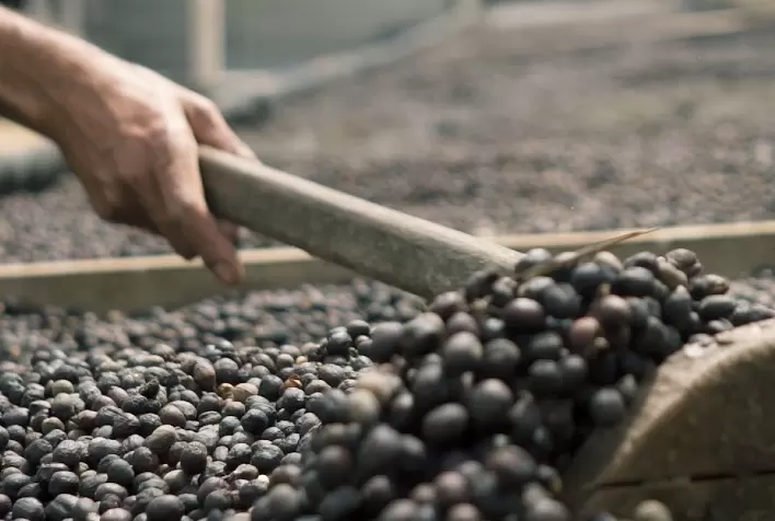 Emater-MG orienta cafeicultores para enfrentarem quebra na produção em 2021