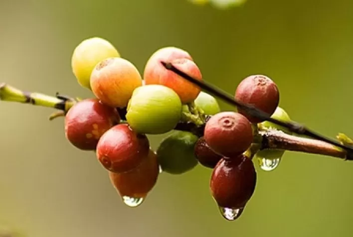 Café: chuvas abaixo da média afetam enchimento de grãos no sul de Minas