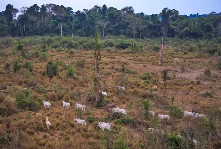 Desmatamento afasta financiadores do agronegócio