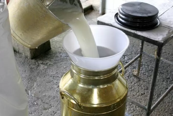 Preço do leite pago ao produtor iniciou o ano em queda