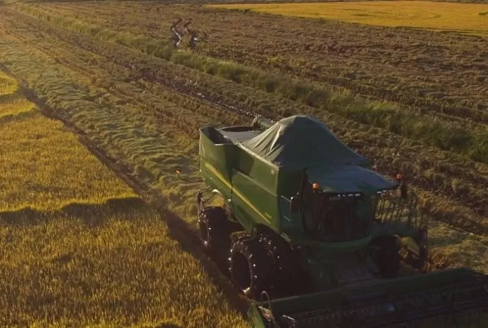 SE: avança colheita do arroz em projetos públicos