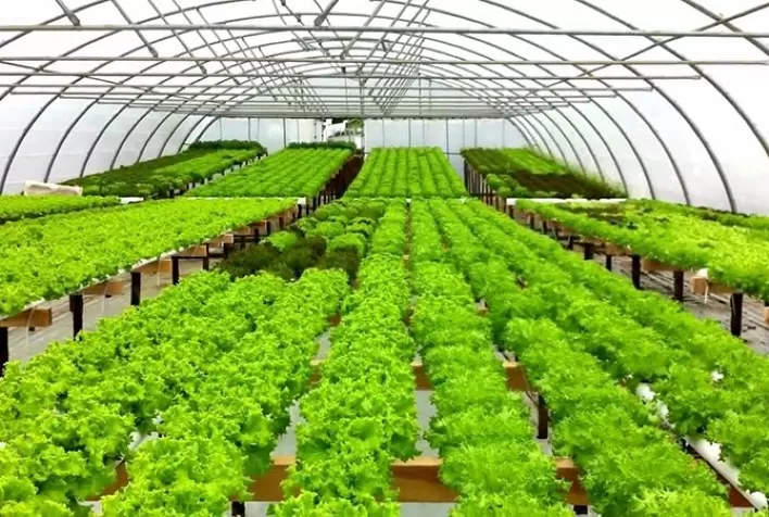 Produtor rural inova e aposta na hidroponia no norte de Minas Gerais
