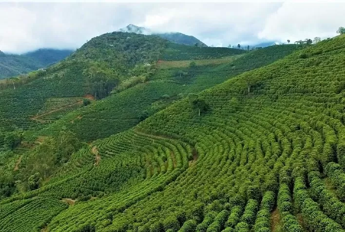 Pesquisa demonstra que o uso de fertilizantes foliares em suspensão concentrada otimiza a nutrição nas culturas de café e citros