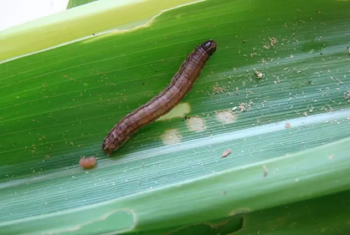 Controle biológico é usado em Minas Gerais no combate à principal praga das lavouras de milho e sorgo
