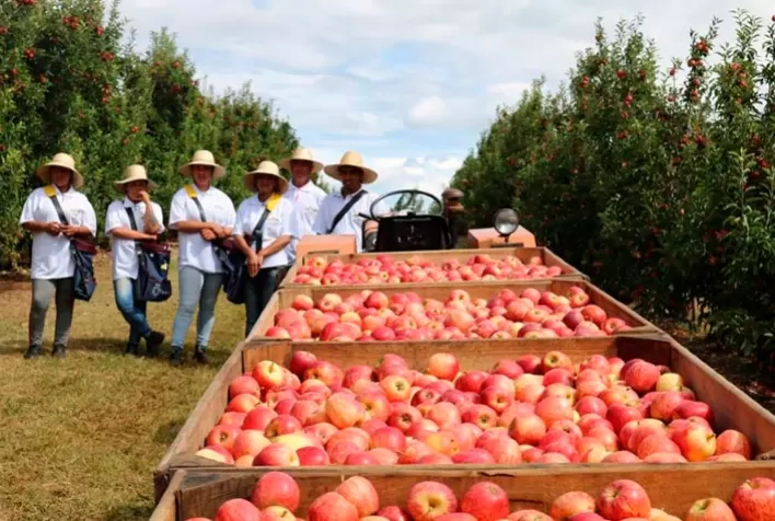 Com expectativa de 550 mil toneladas, Santa Catarina começa colheita da maçã