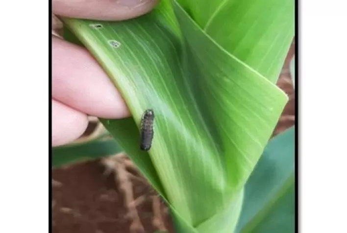 Novo inseticida para lagartas de difícil controle do milho e da soja mostra desempenho altamente favorável ao produtor