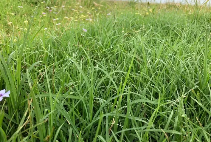 Cynodon dactylon promove praticidade e menor custo de implantação em propriedade no interior de São Paulo