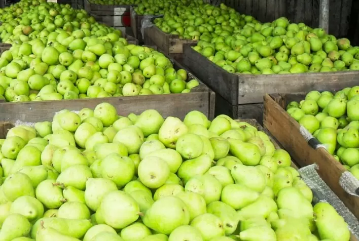 Produtores investem no cultivo da pera no Vale do Taquari