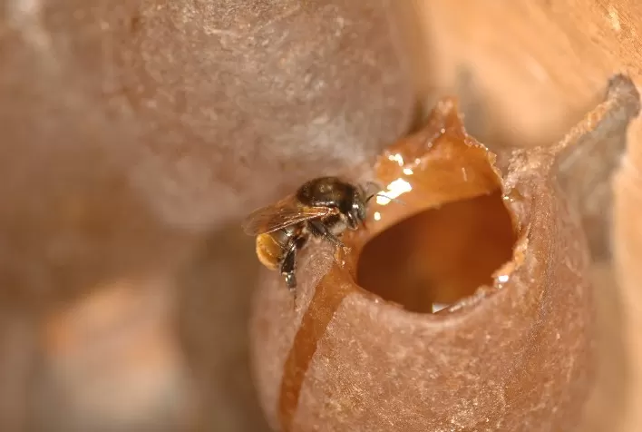 SP regulamenta criação de abelhas nativas sem ferrão