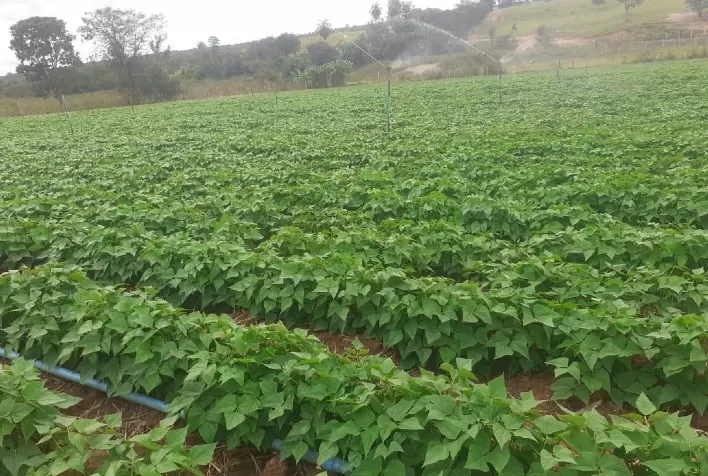 Safra de feijão terá área e produção maiores