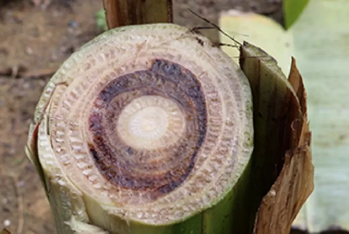 Brasil prepara ações para prevenir entrada de nova raça da murcha-de-fusarium da bananeira