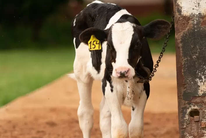 Alimentação das bezerras leiteiras impacta diretamente na produtividade da fazenda