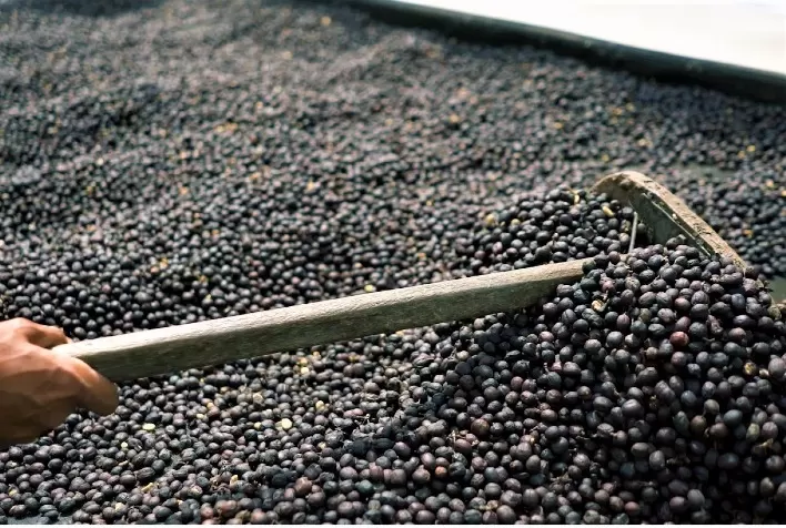Comercialização da safra 2020/21 de café reduz ritmo e atinge 83% no país