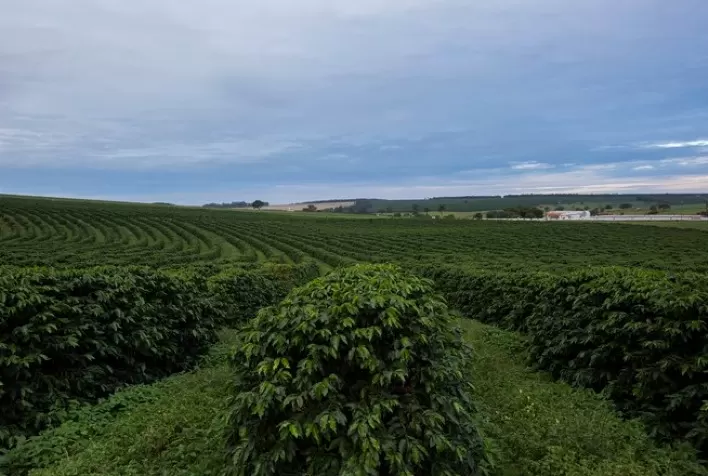 Café: produtores precisam avaliar lavouras para não comprometerem entrega futura