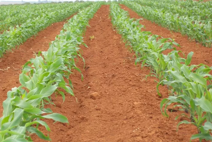 Milho: cuidados no tratamento de sementes aumentam germinação em 16%, aponta estudo