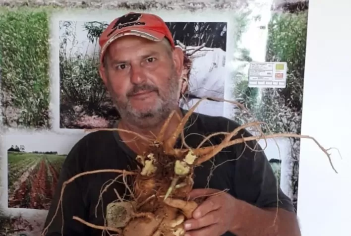 De Querência do Norte para a Ásia: produtores fazem a primeira exportação do ano de ginseng brasileiro