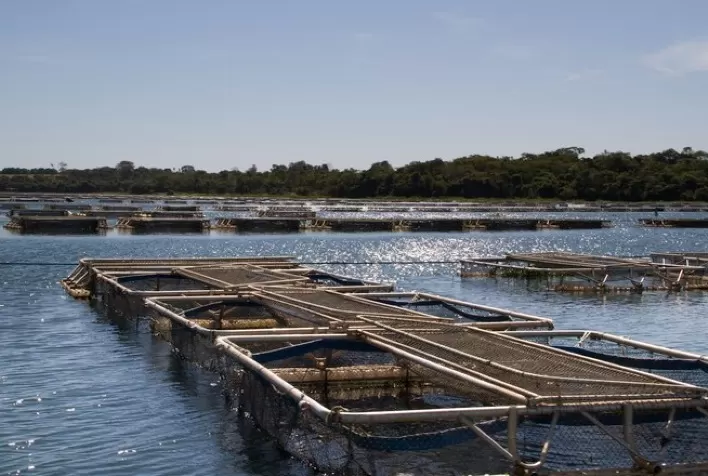 TO: governo entrega projeto para criação de tilápias em tanques rede a piscicultores de Palmeiras