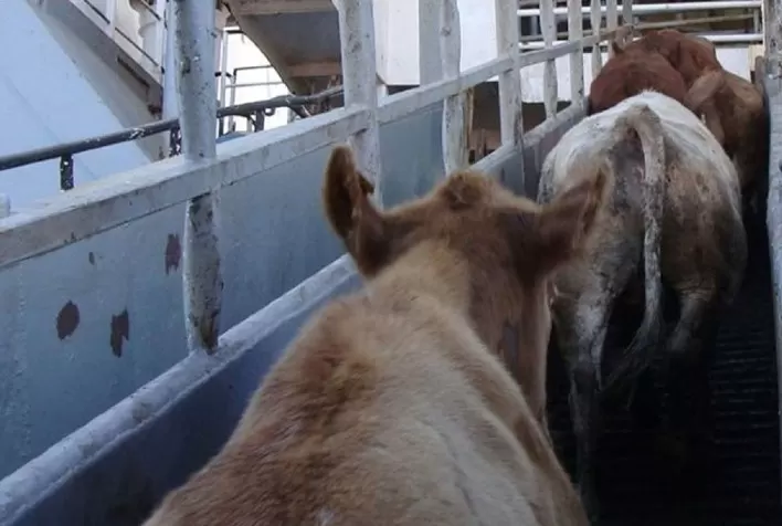 Associação de Criadores de Mato Grosso manifesta preocupação com importação de gado