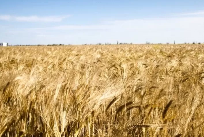 Cerrado já tem trigo melhor e dobro da produtividade argentina