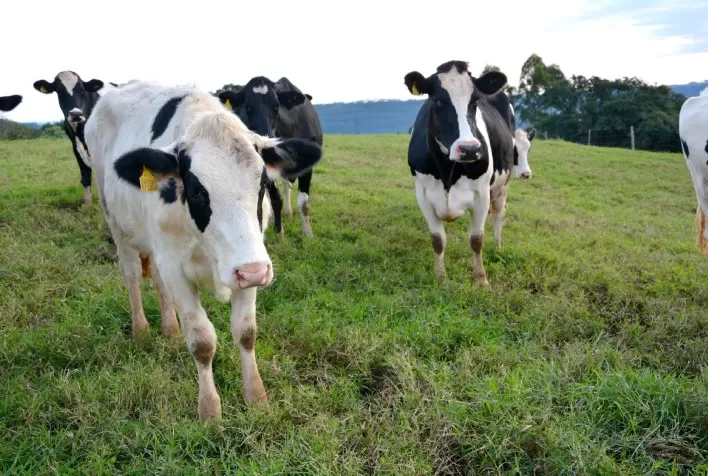 Estado reforça investimentos na indenização de produtores rurais para erradicar a brucelose e tuberculose