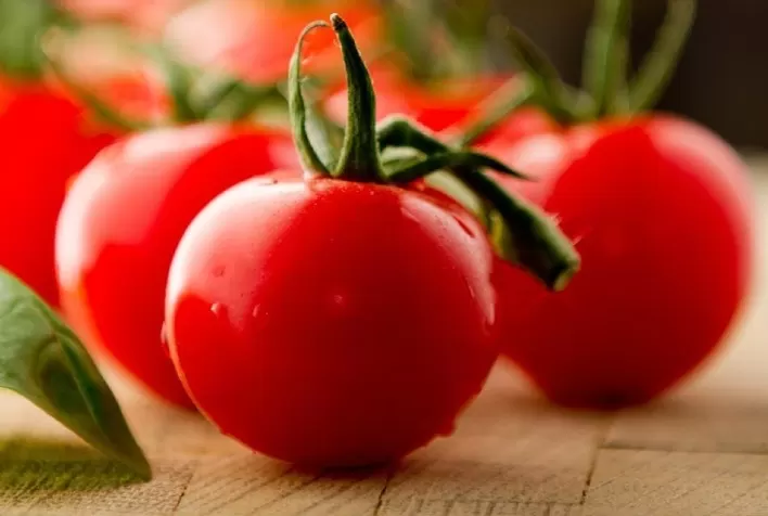 Cepêra colhe 30 milhões de quilos de tomate por safra projeta um crescimento de 20% em 2021