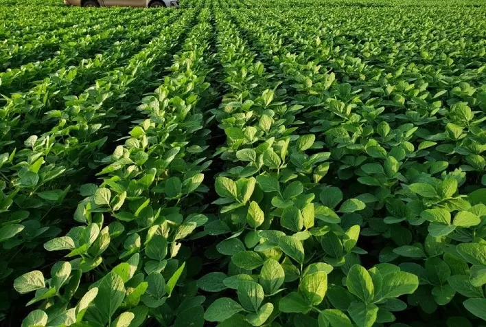 Com soluções completas para sementes de soja, ATTO Sementes conquista agricultores com alto vigor, produtividade e proteção