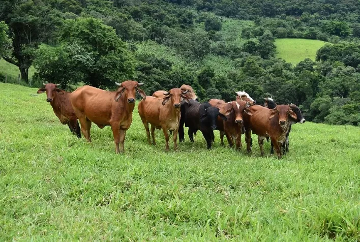 Defesa Animal do IMA emite cerca de 1,3 milhão de GTAs em 2020