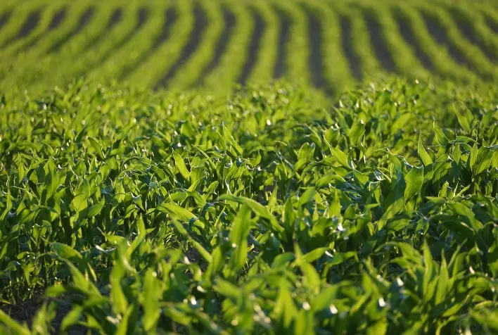 Agronegócio brasileiro deve assumir a liderança internacional da questão ambiental