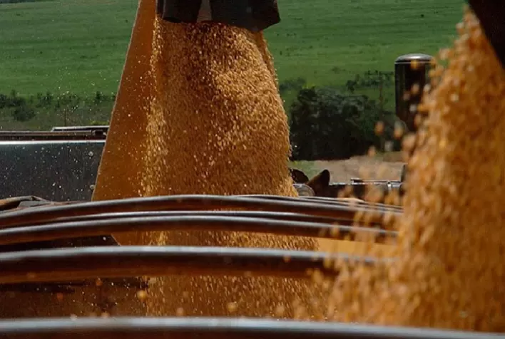 Soja: Chicago começa semana estável e mercado brasileiro focado na colheita e cumprimento de contratos