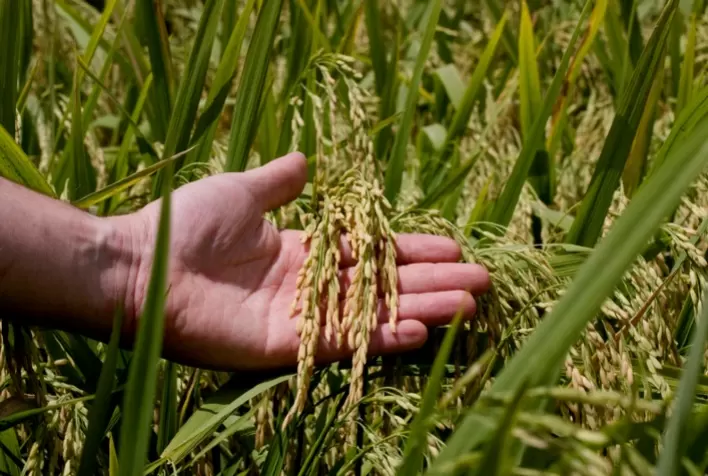Santa Catarina dá início à colheita do arroz com lançamento de novo cultivar