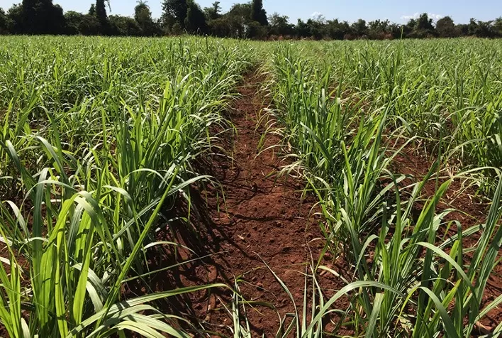 Microgeo leva inovação e biotecnologia para o evento ‘A Nova Agricultura Canavieira’