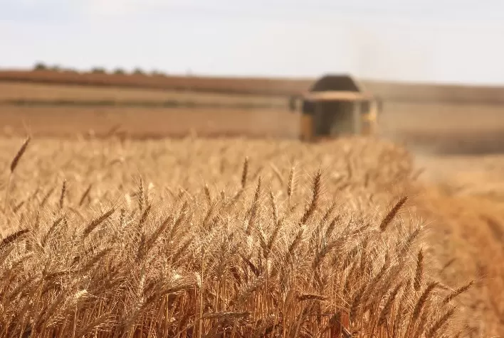 Trigo: Negociações seguem em ritmo lento; preços estão firmes