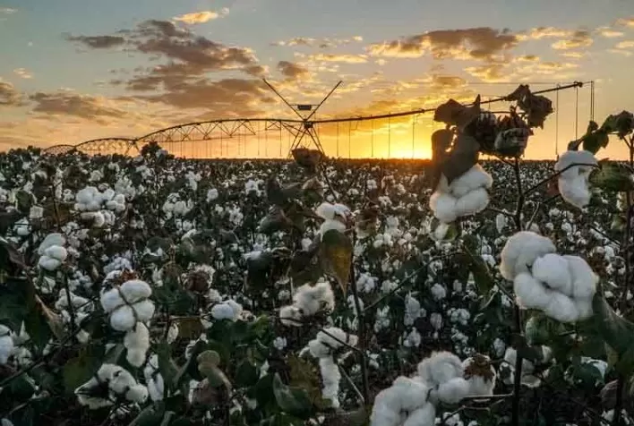Custo de produção do algodão está maior