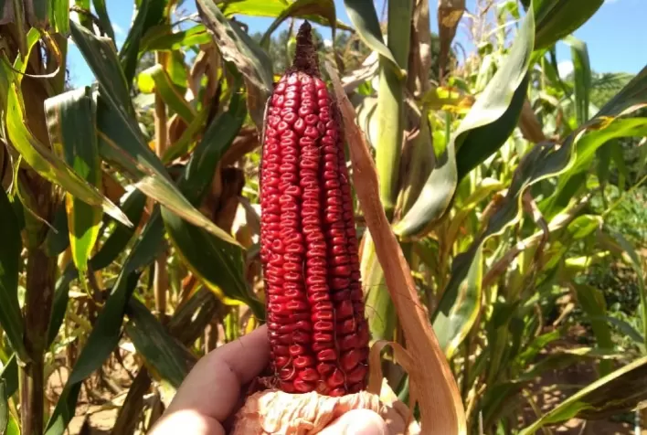 Projeto promove multiplicação e distribuição de sementes de milho crioulo para agricultores familiares