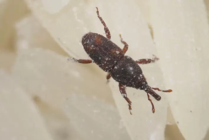 Tem caruncho no meu arroz! Pesquisador do IB dá dicas sobre o que fazer