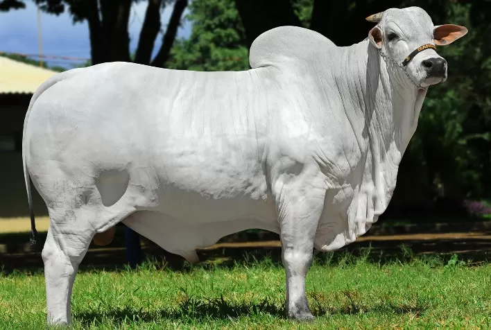 Agro Zoller fornece genética selecionada em Leilão Virtual Nelore Zoller