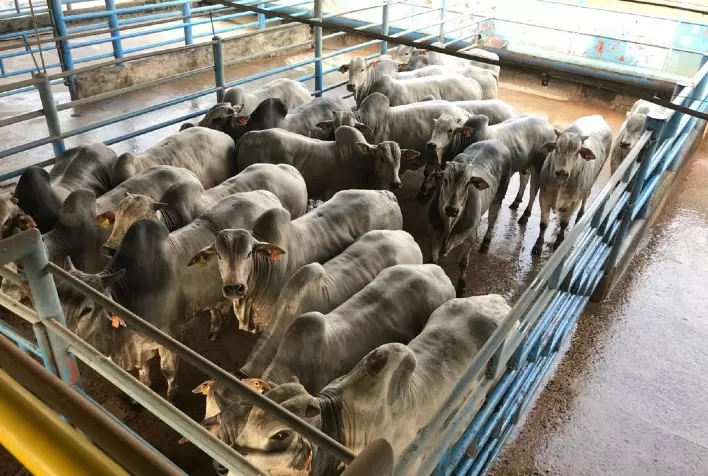 Selo da Cadeia de Fornecimento da Friboi expande auditoria para a área de Alimentos Preparados