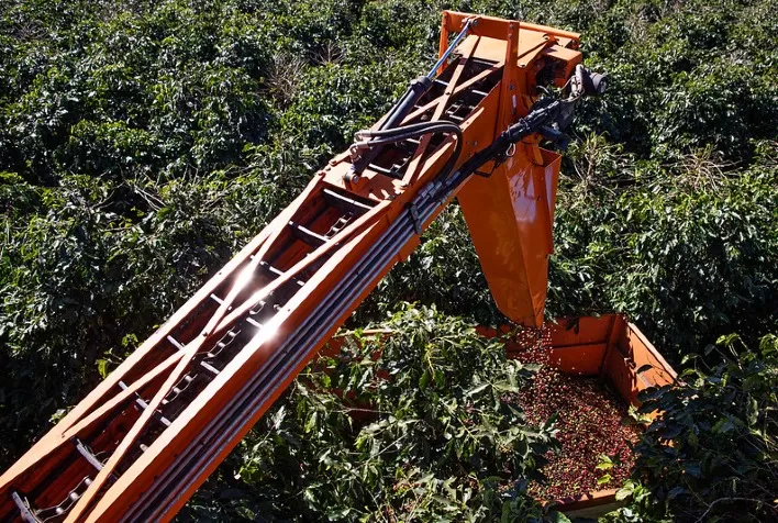 Rabobank reduz estimativa de safra e café tem mais um dia de valorização em NY, Londres e BR