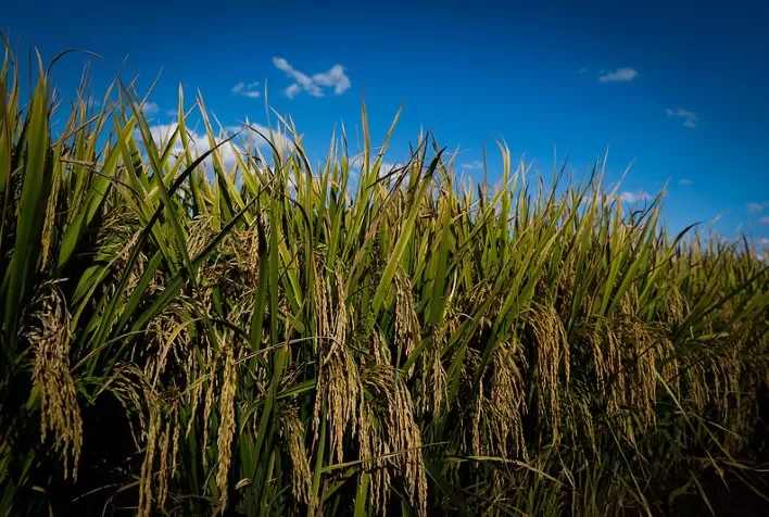 Descoberto arroz que não exige solos ricos em nitrogênio