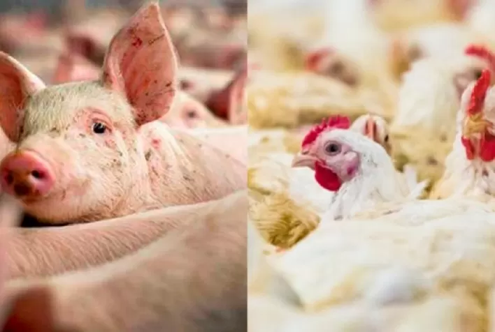 Custos de produção preocupam suínos e aves