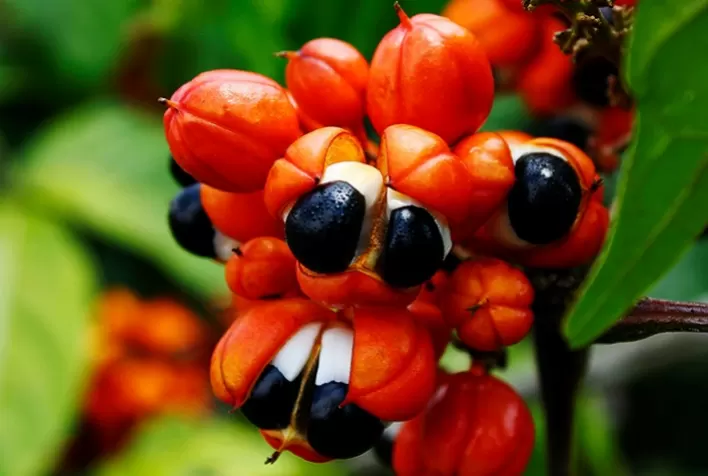 Estudo seleciona guaraná com mais propriedades
