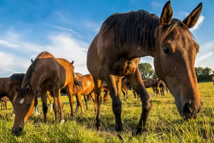 A importância da vacinação de equinos contra influenza e tétano