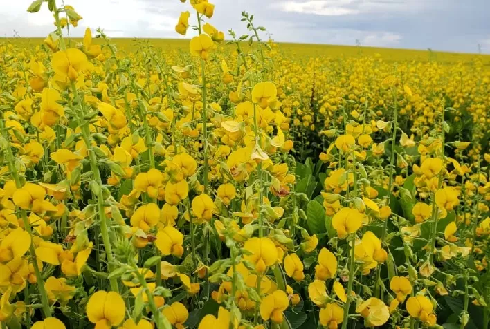 De combate a nematoides a aumento de produtividade da soja, crotalária reúne um pacote de soluções para o agricultor