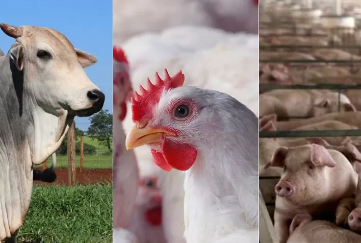Desempenho do frango, boi e suíno em fevereiro e no bimestre inicial de 2021