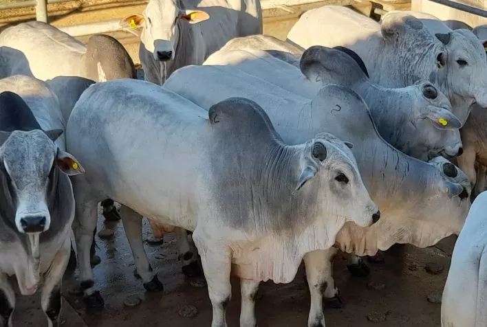 Mercado do boi gordo: oferta enxuta de animais para abate